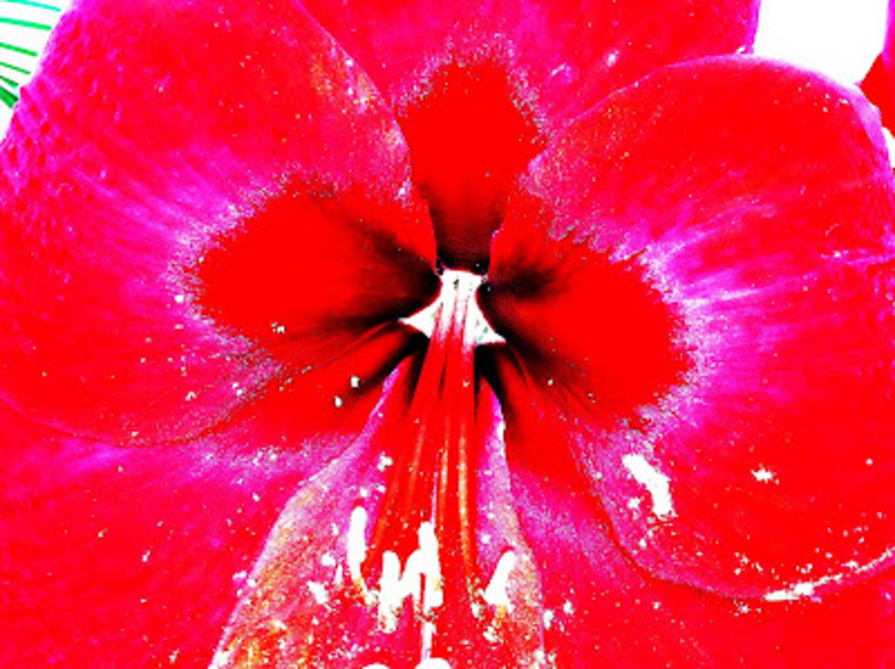 Meet your Posher, Melissa